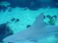 Shark Tank @ Mote Aquarium Shark Tank @ Mote Aquarium