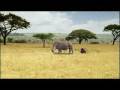videos de Ad