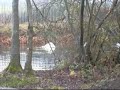 Swan face off on Neath canal