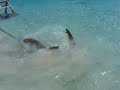 Shark Baiting - Bahams