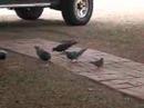 Bully Bird
