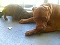 Pitbull and kitten in love (The good life)