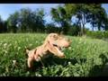 Dinosong