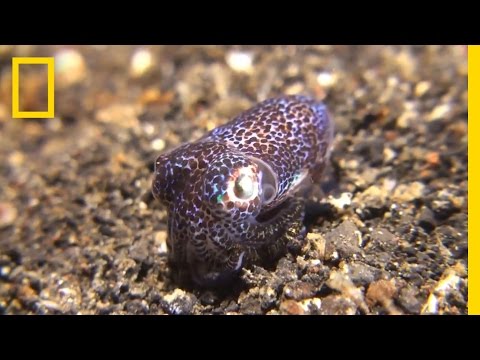 This Adorable Bobtail Squid Is a Master of Disguise | National Geographic