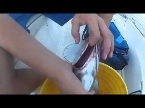 how to bleed skipjack tuna