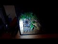 Click here to watch this video P.irminia footage - a molt and some updates