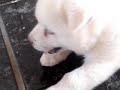 Filhotinhos de Akita Filhotinhos de Akita