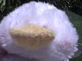 the new webkinz news episode1 the new webkinz news episode1