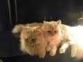 happy-family.html