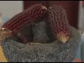 Rancho Gordo Bean Cooking- Short Version