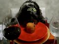 lhasa apso puppies attack christma`s 2