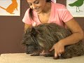 How To Trim Your Dog\ How To Trim Your Dog\