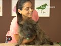 How-To-Trim-Your-Dog