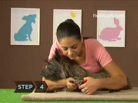 how to stop a dog nail bleed