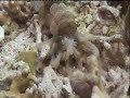 Hubble Bubble, Sand and Rubble by Simon Spear Hubble Bubble, Sand and Rubble by Simon Spear