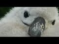 Albatross Albatross