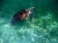 Seagrass: Pastures of the sea