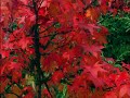 Jean Sibelius - Valse Triste