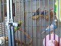 Parakeets at the shelter