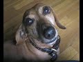 30 Days with Pee Wee:  Day 1