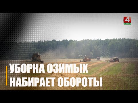 На Гомельшчыне ўбрана больш за палову плошчаў азімага жыта видео