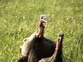 2 Turkeys with a Bow from a ground blind 2 Turkeys with a Bow from a ground blind