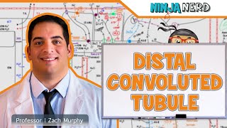 Distal Convoluted Tubule