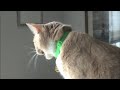 Terrific cat chatter video