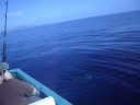 videos de PESCA DE DAVID