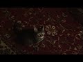 My cat Sara