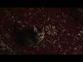 My cat Sara