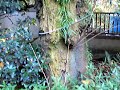 『東京庭園美術館の紅葉の庭』を散歩してみよう！2009 白金！