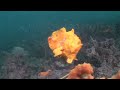 www.scubazooimages.com - A fat orange frogfish in Lembeh Strait eats big cardinal fish then floats off like a hot air balloon!