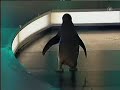 Pinguin - Bionik
