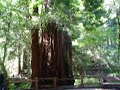 Muir Woods