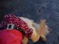 Funny Poodle Funny Poodle