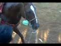 videos de corridad de muna