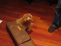 My dog singing to violin :)