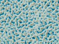 Meinhardt Reaction-Diffusion