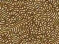 Meinhardt Reaction-Diffusion