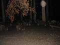 Lov na Divlje Svinje Hunting Austria