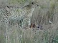 Cheeta eating an Impala