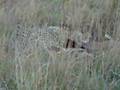 Cheeta eating an Impala