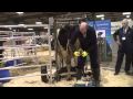 Cow hoof trimming demo. Edinburgh Agri Scot 09 (Vid 1)