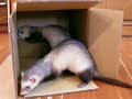 Elizabeth Vol.25 July 12, 2007 Elizabeth Vol.25 July 12, 2007