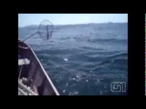 「知恩圖報」小海豚向施救者表示謝意(視頻)
