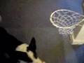 Riley the Basketball Playing Cardigan Welsh Corgi Dog