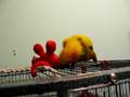 videos de Mango Vs Monkey