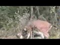 DEER VS MAN