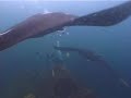 Hin Daeng-diving with Manta Ray
